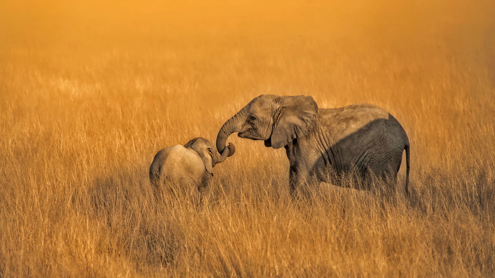 Amboseli-Kenya-National-Park-elephants-family-grass_1920x1080.jpg