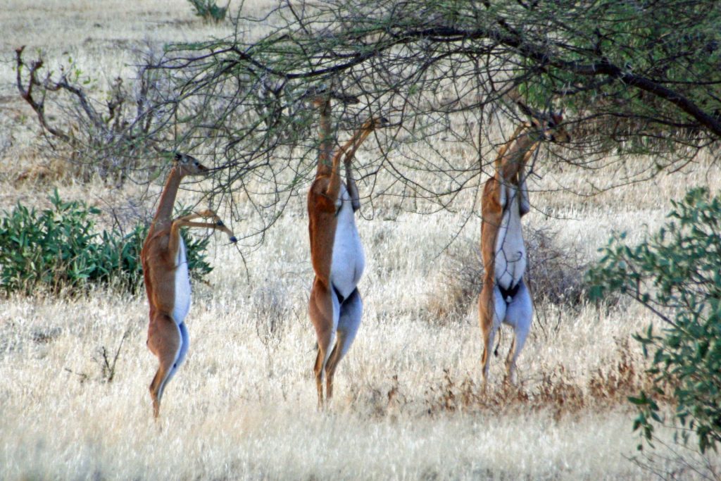 Samburu-Game-Reserve.jpg