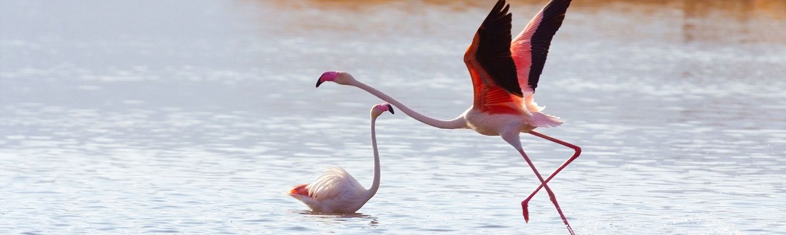 Enchanting-Travels-Kenya-Tours-Animals-and-Humans-of-Kenya-Flamingo-Near-Bogoria-Lake-.jpg